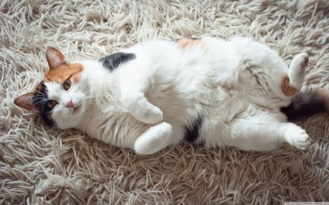 猫，地毯，爪子，谎言，猫
