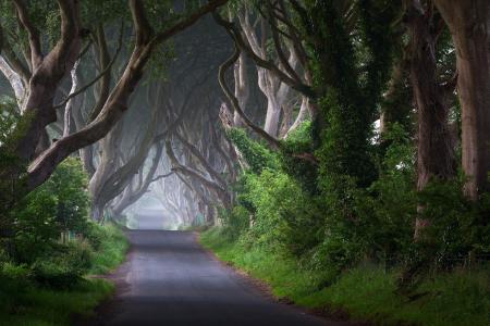 爱尔兰，树木，道路，树干