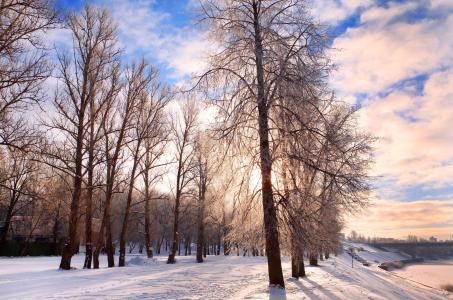 冬季背景，节日，寒意十二月，白俄罗斯，森林，明亮