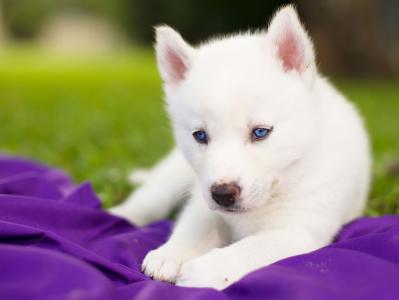 西伯利亚哈士奇犬，哈士奇犬，狗，小狗，白色，蓝色的眼睛
