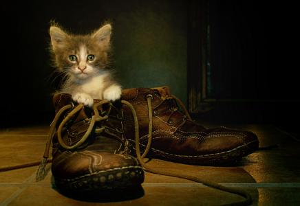 小猫，鞋