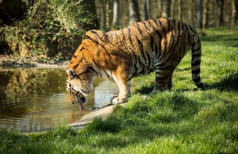 老虎，野猫，捕食者，轮廓，浇水
