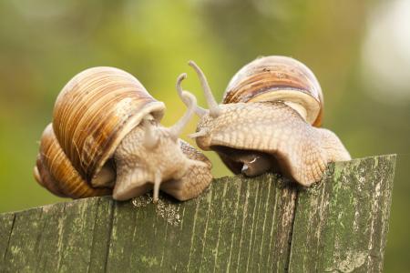 爱，蜗牛，篱笆，Vlad Frolov摄影师