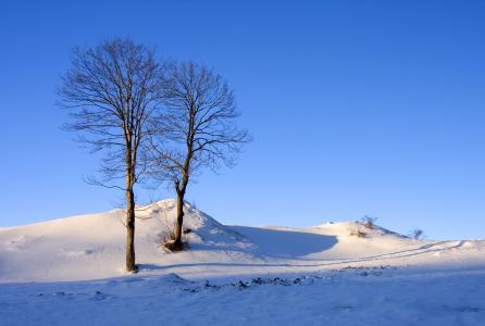 冬天，丘陵，树木，雪