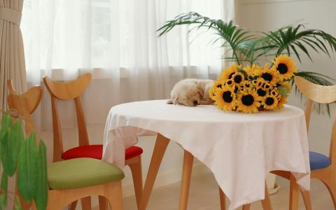 向日葵，小狗，桌子