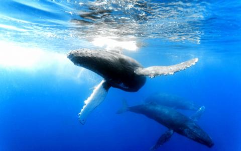 鲸鱼，在，议案，蓝色，海洋