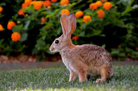 野兔，草坪