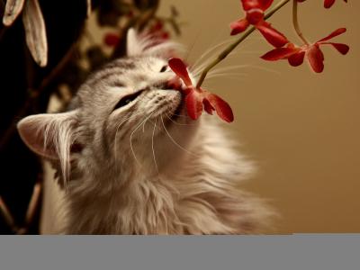 小猫，花，气味