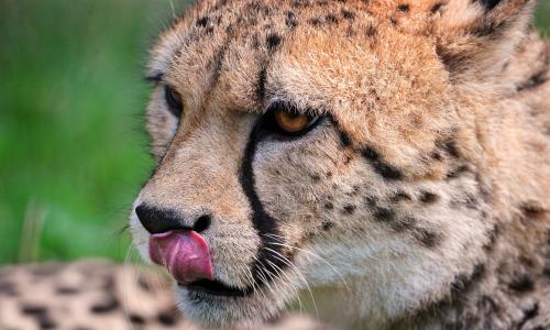 猎豹，野猫，舌头，口吻