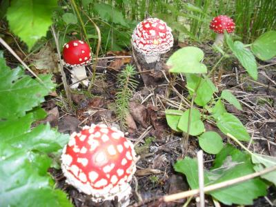 蘑菇，飞木耳，森林，秋天