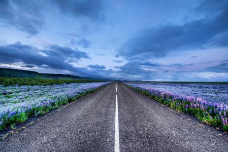 冰岛，冰岛，路，草地，鲜花，羽扇豆，地平线