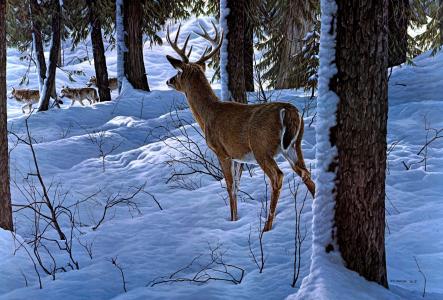 罗恩S.帕克，冬天，森林，雪，鹿，狼，艺术