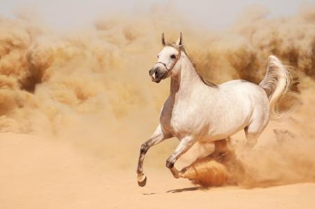 跑步，沙子，灰尘，马，马，奔跑