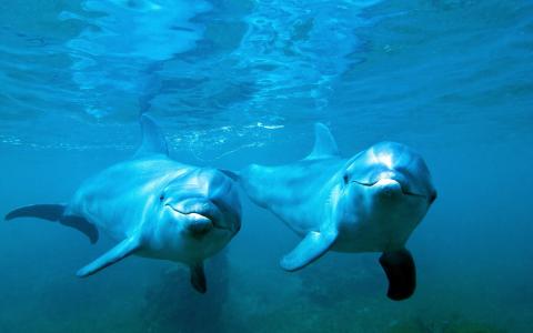 海豚，情侣，在水之下
