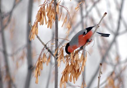 红腹灰雀，冬天，树，枫叶，颜色，粉红色