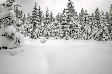 冬天，雪，树木，枞树，景观