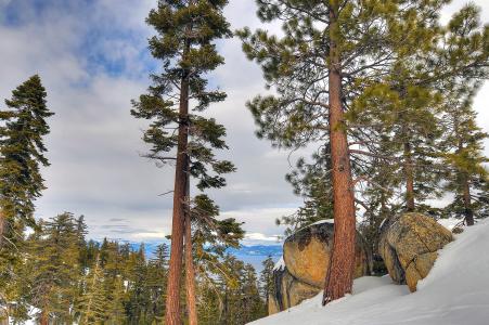 太浩湖，加利福尼亚州，内华达州，树木，石头，冬天