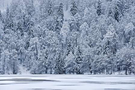 冬天，雪，冰，湖，冷杉，树木，坡，山