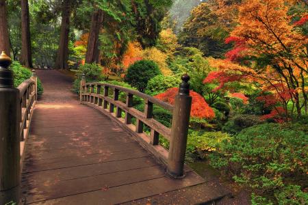 树，桥，叶子，五颜六色，公园，秋天，性质，颜色