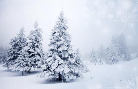 圣诞树，冷杉，冬天，雪，树木，树木