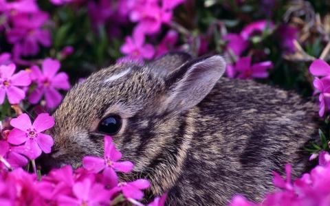 野兔，紫色的花朵