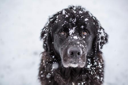 雪，看，狗，朋友