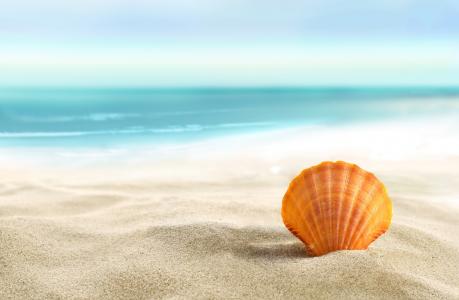 自然，贝壳，沙滩，海滩，沙滩，夏天，海，太阳，沙子
