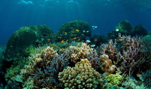 鱼，珊瑚，底部，海洋