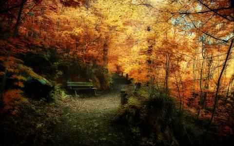 秋天的森林，长凳