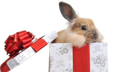 兔子，礼物，弓