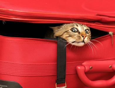 猫，手提箱，看，惊喜