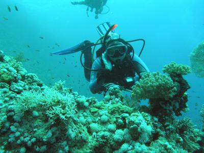 潜水员，深度，水，天蓝色，珊瑚