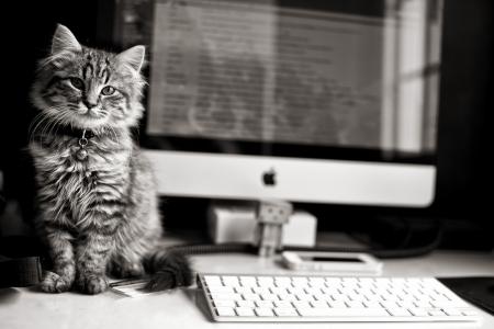 小猫，猫，猫，电脑，键盘，苹果