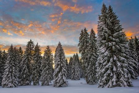 雪，森林，早晨，瑞士，冬天，枞树