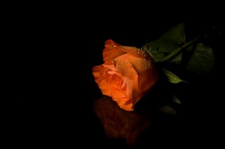 玫瑰，橙，滴，黑暗的背景
