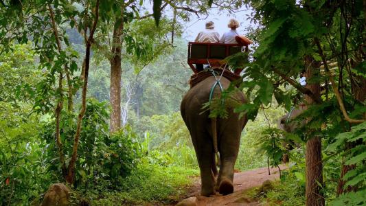 大象，丛林，旅行