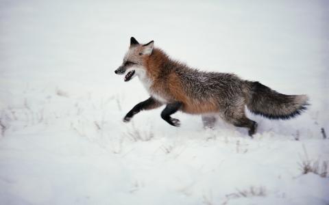狐狸，咧嘴笑，跑步，下雪