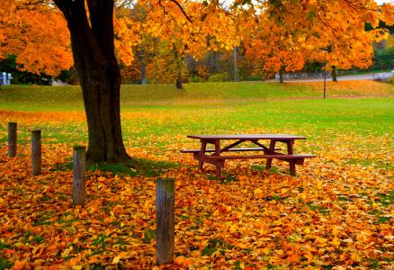 泛黄的树叶，秋天，草，长凳，表