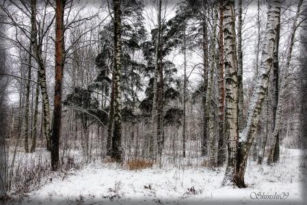 冬天，早晨，森林，霜冻