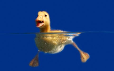 小鸭，水，游泳