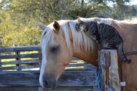 马，马，猫，猫，友谊