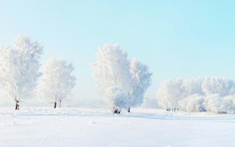 冬天，积雪覆盖，树木