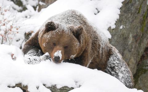 棕色，熊，泰加，冬季