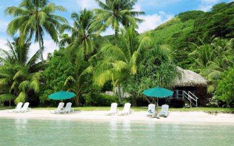沙滩，沙滩，海洋，遮阳伞，躺椅，棕榈树，绿树