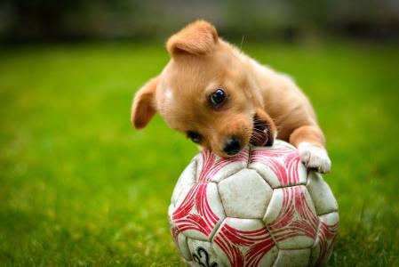 球，游戏，红色，狗，草坪，小狗