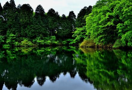 树，湖，反射，绿叶