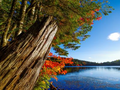 秋，秋，湖，树，性质