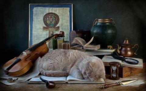 猫，书，梦，小提琴，管
