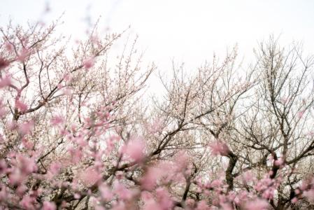 树，分支机构，鲜花，粉红色，盛开，春天