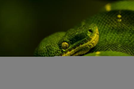 绿树蟒蛇，蛇，蟒蛇，黑暗的背景，宏
